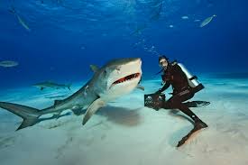 Brian Skerry Underwater With Shark