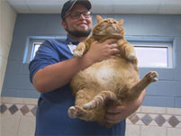 "Skinny" the fat cat.671