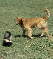 Skunk and dog