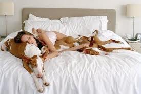 Sleeping with Dogs