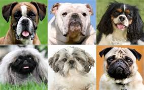 Brachycephalic Dogs