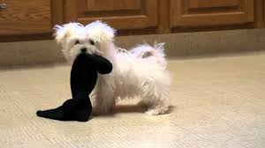 Dog Playing with Sock