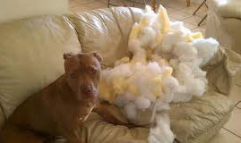 Dog chewing up sofa.652