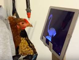 Strawberry the Chicken Watching TV