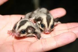 Two Sugar Gliders in the palm of a hand.670