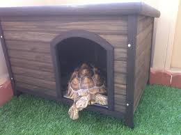 Sulcata in a Doghouse