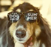 Dog wearing sunglasses.651