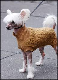 Dog wearing a fashionable sweater