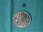 Tick compared to a dime