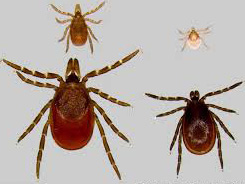 Four Different Tick Varities