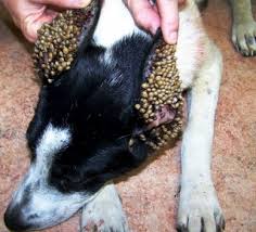 Dog's Ears Covered in Ticks