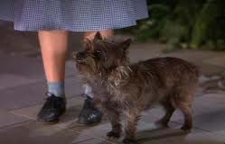 Toto from the Wizard of Oz