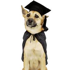 Trained Dog Wearing Graduation Cap
