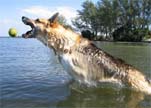 Dog with three legs playing in water