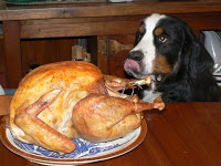 Dog Staring at Cooked Turkey