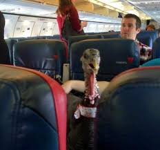 Turkey on a Plane