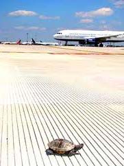 Turtle on runway