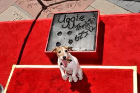 Uggie with his pawprints at Grauman's Chinese Theater.658