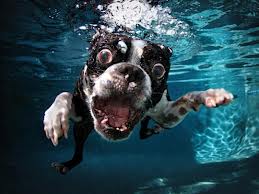 Underwater Dogs