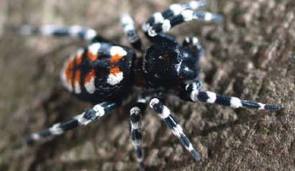 Velvet Spider.654