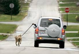 Hanging Leash Out Car Window