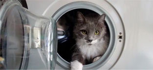 Cat in washing machine.662