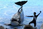 Killer whale with handler