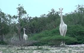 White Giraffes