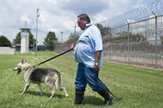 Wolf guarding prison.663