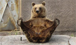 Santra the bear in a yoga pose