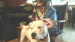 Banned Pit Bull Service Dog Allowed To Stay