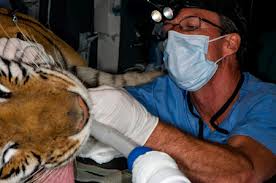 Animal Dentist