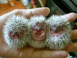 Baby Porcupines