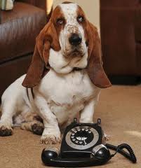 Basset dials for help