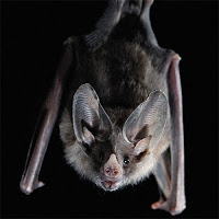 Bat