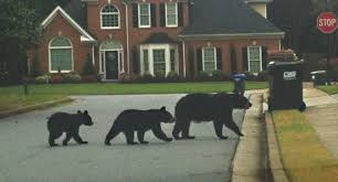 Bears in the hood