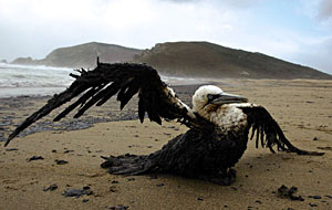 Bird from Gulf Spill