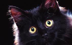 One cool black cat