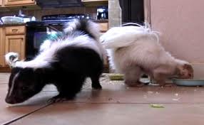 Don and Brenda Hoch's Skunks