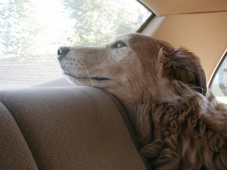 Canine Car Sickness Solutions