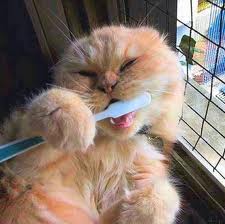 Cat Brushing Teeth