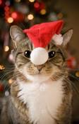 Santa Claws