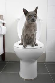 Cat Using Toilet