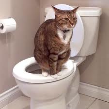 http://animalradio.com/images/cat_using_toilet.b.jpg