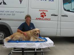 Cheryl Bradys Animal Ambulance