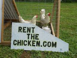Rent a Chicken
