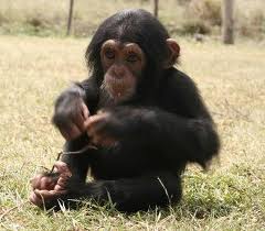 Chimps as Pets