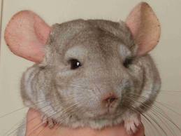 Chinchilla