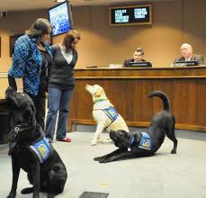 Courthouse Dogs