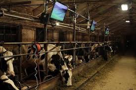 Cows Watching TV